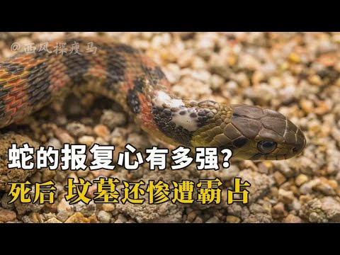 墳墓有蛇