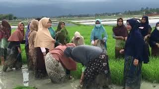 Download lagu Padi serentak Rame-rame di musim tamam turun ke sawah,story wa lagu jawa,story wa lagu tiktok mp3 Download lagu Padi serentak Rame-rame di musim tamam turun ke sawah,story wa lagu jawa,story wa lagu tiktok mp3