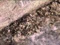 Daños Que Provocan Los Desechos De Las Palomas