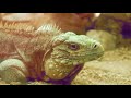 Zoo Ambient