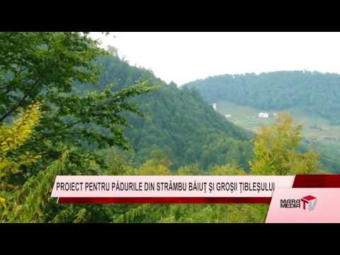 Stire 1 MMTV PROIECT PENTRU PĂDURILE DIN STRÂMBU BĂIUŢ ŞI GROŞII ŢIBLEŞULUI