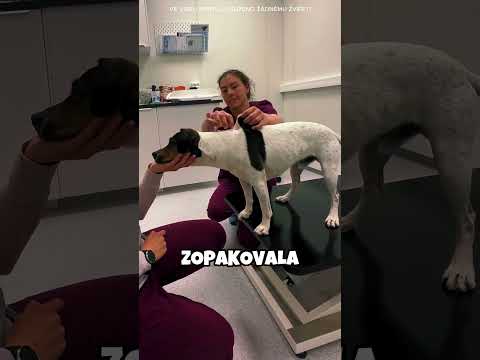 Tajný veterinářský trik!😍