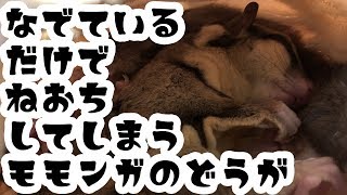 なでているだけで寝落ちしてしまうフクロモモンガの動画