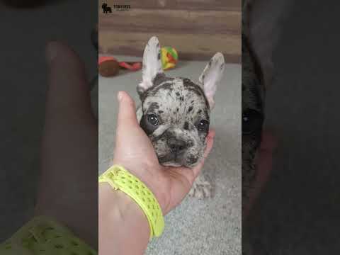 Video 1