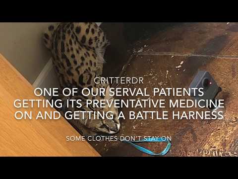 ONE OF OUR SERVAL PATIENTS GETTING ITS PREVENTATIVE MEDICINE ON AND GETTING A BATTLE HARNESS