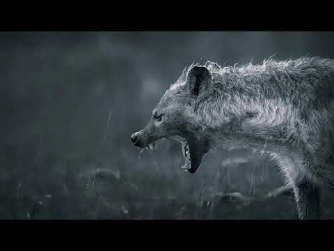 Zibi91- Hiena (PROD.FeRu)