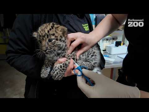 Korkeasaari Zoo's first cubs in ten years!