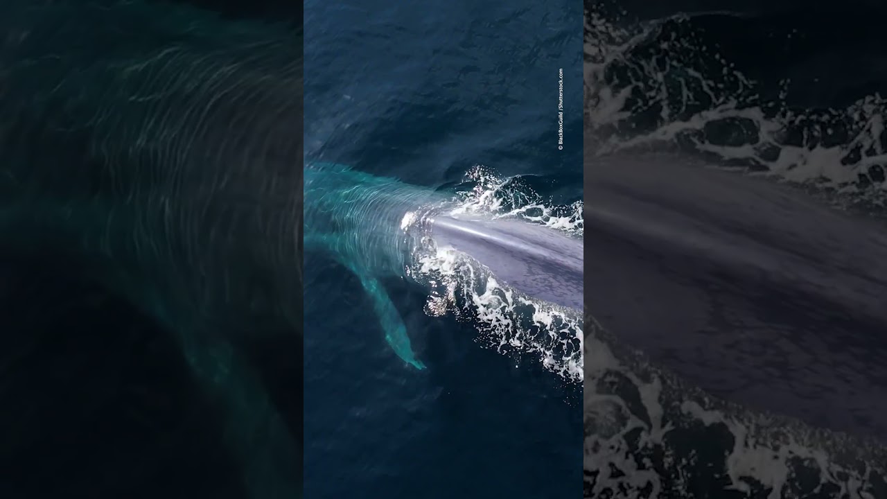 Did you know #blue #whales can reach over 100 feet long?