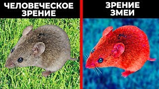 КАК ЖИВОТНЫЕ ВИДЯТ НАШ МИР