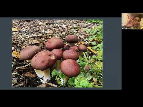 gloria galvez, William Padillla-Brown: a chat with citizen science and the mushrooms that talk back!
