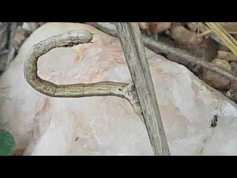 Caterpillar biomimicry (Biston betularia)