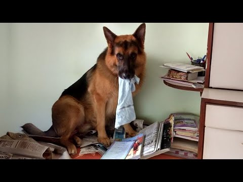 Les chiens provoquent le chaos et c'est hilarant ! drôles d'animaux vidéo 2025