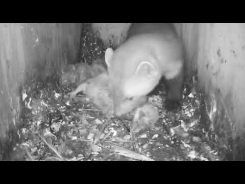 Marten Raids A Bird Box