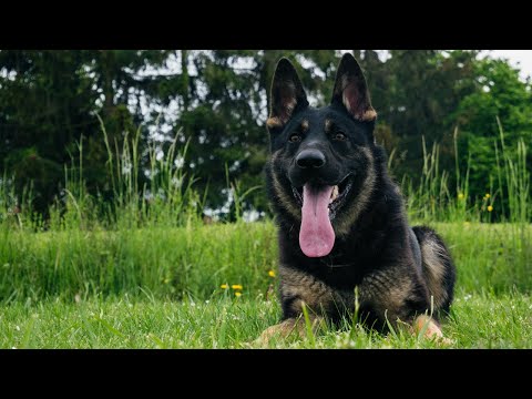 Calipsa Cukky Manepo Ideal - protection 5/2020