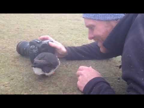 When the puffin becomes the photographer!
