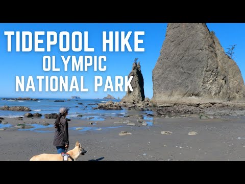 Tidepools at Hole-In-The-Wall near Rialto Beach - Olympic National Park