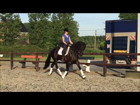 Lord London - 4yo gelding by Londontime