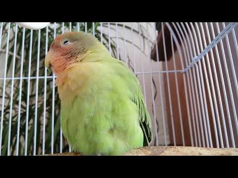 Lovebird Sounds for Lonely Parrots