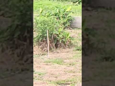 Half Plot of Land for Sale Close to Road in Bucknor, Lagos