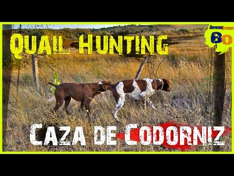 CAZA DE CODORNIZ CON PERRO DE MUESTRA #7 | LANCES de MEDIA VEDA | QUAIL HUNTING | 2016 | HD