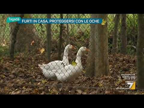 Melyek a férgek a rózsaszínű lazacban