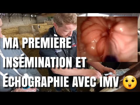 MA PREMIÈRE INSÉMINATION ET ÉCHOGRAPHIE AVEC IMV 😲