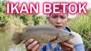 Download lagu Strike Betok Purba di Spot Tersembunyi | Mancing Betok #mancingliaran mp3