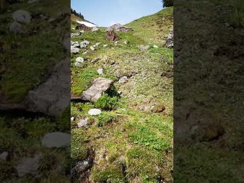 Wanderung von den Wildalmen rund um den Lärchfilzkogel in Fieberbrunn