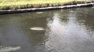preview picture of video 'Satellite Beach Manatees II'