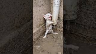 Rescuing a Kitten from Dirty Drain Water 🐾#shorts #kitten #adoptstrays