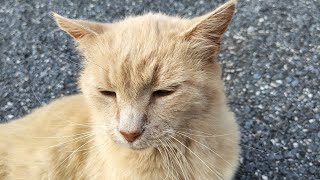 Cats Are Liquid: ALitS (World 6)