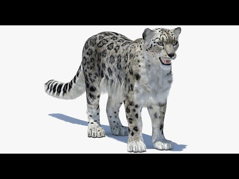 Snow Leopard 3d Model (2) 3ds Max / Maya | PROmax3D
