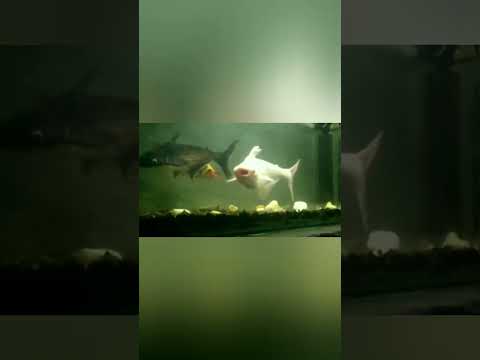 Monster Iridescent Shark