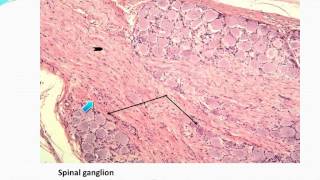 Nervous Tissue data show
