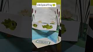 Activity-Life cycle of Frog | #evsproject  #frog🐸 #lifecycle #ytshorts #schoolactivity #kidsproject
