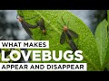 What Makes Lovebugs Appear and Disappear?