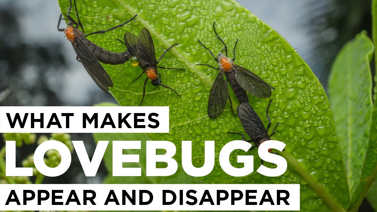 What Makes Lovebugs Appear and Disappear?
