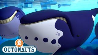 @Octonauts - The Helpful Bowhead Whales 🐋  Seri