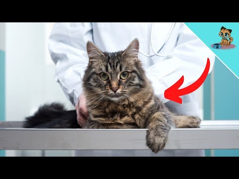 Take your cat to the vet IMMEDIATELY if she does THIS ⚡️