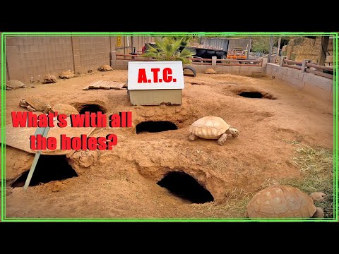 Sulcata Tortoises! - The Most Personable Tortoise Species in the World