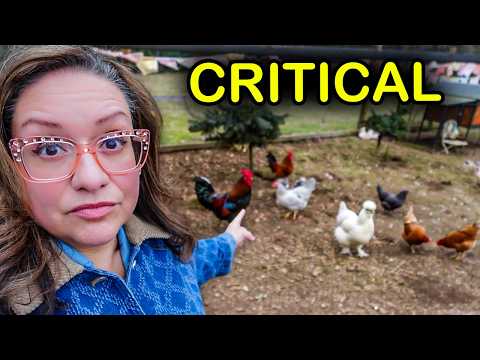 The most important chicken keeping advice I'll ever give you.