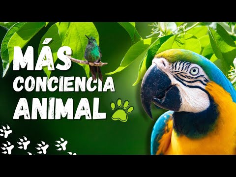 ETOLOGÍA Y CONCIENCIA ANIMAL | MÁS CONCINCIENCIA ANIMAL | CON JORGÉ AVILES Y MARISOL VARGAS