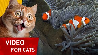 Movie for Cats - Playful Clown Fish  (Fish video for Cats to watch) 4K