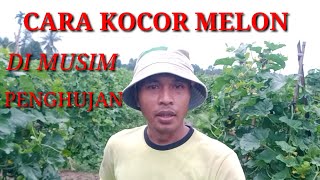 Download lagu HOW TO SUCCESSFULLY PLANT MELON IN THE RAINY SEASON mp3