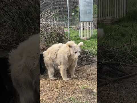 Chada the rescue bear wakes up after a long nap
