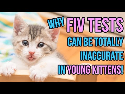 FIV Tests in Young Kittens -- and Why a Young Kitten Who Tests Positive is Most Likely Negative!