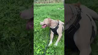Video preview image #1 American Pit Bull Terrier Puppy For Sale in Davie, FL, USA