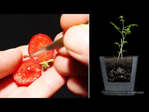 Tomato Growth Timelapse - Polygrain Hydrogel vs Soil