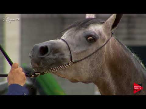 N.97 RAJA DE PIGALL - Bergamo 2018 - Straight Egyptian Fillies (Class B)