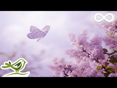 Always: Relaxing Piano Music, Romantic Music, Beautiful Music, Soothing Sleep Music, Relaxing Music